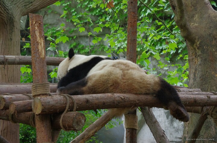 Even though pandas look clumsy and move funny, they are surprisingly
relaxed when it comes to impossible splits and
movements