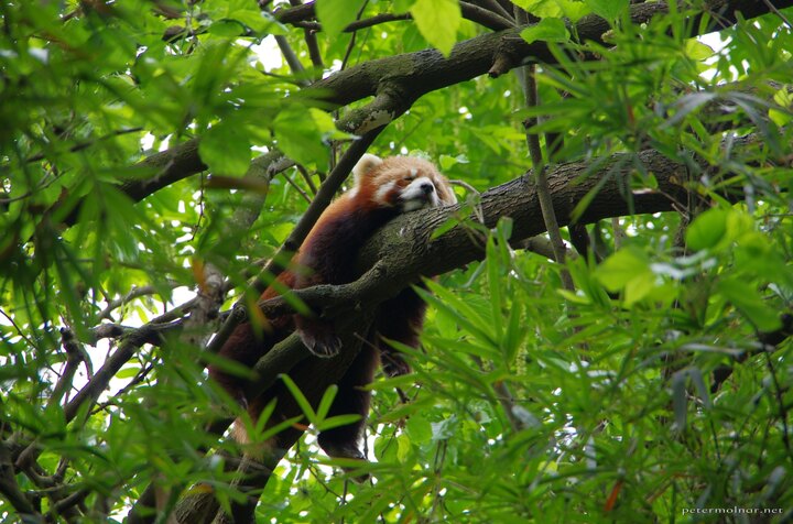 Lazy red panda is lazy, and indeed, deep down they are
cats