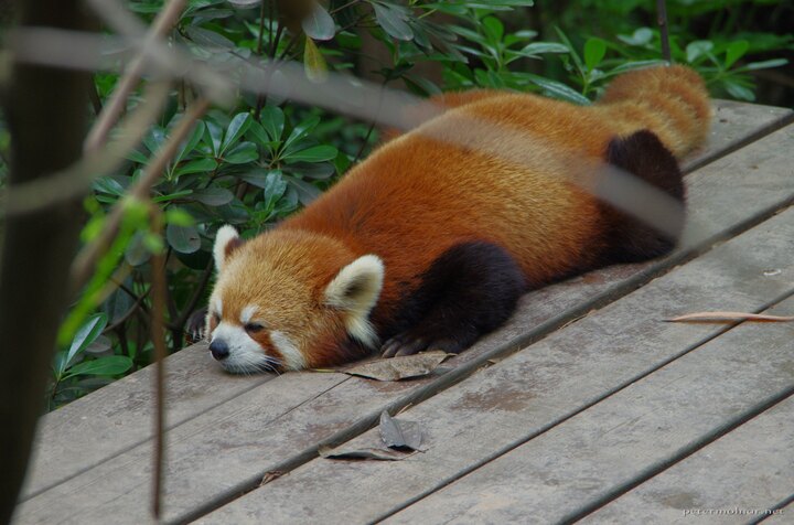 Yes, it's safe - thought the red panda, and layed
down