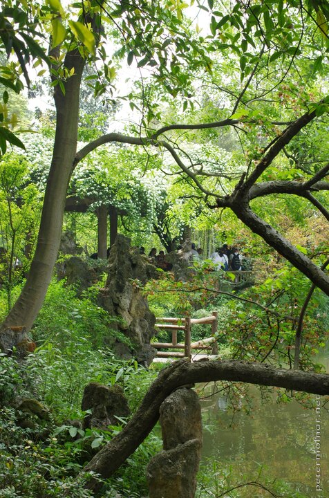 A vast amount of flowers during spring and a peek through the zigzag
of branches