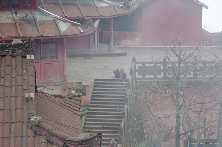An ancient monastery, with only a handful a people, up in the clouds,
with red walls, silence, and monkey
families