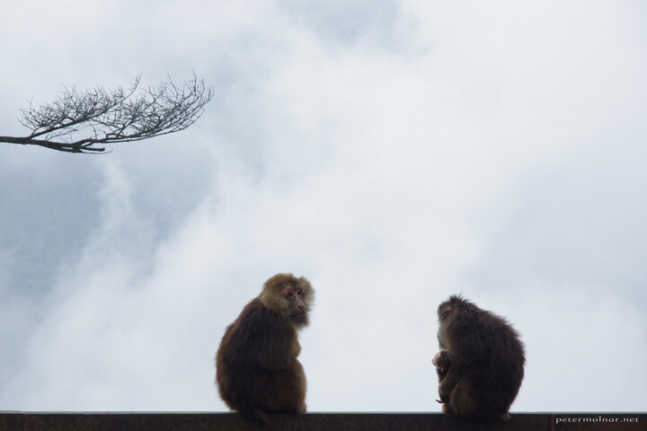 A monkey family sitting on the edge of the monastery, enjoying the
view