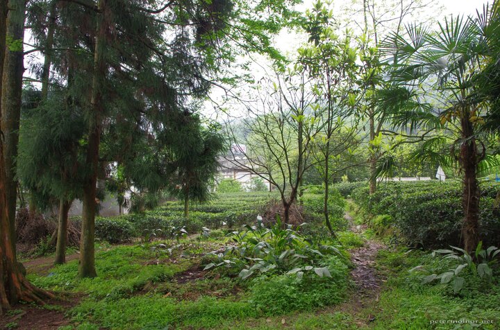 Emeishan has a lot of tea gardens...