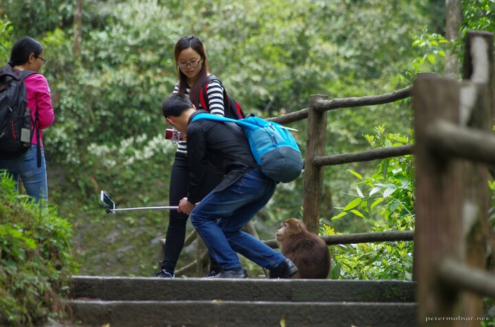 Taking a selfie with a monkey